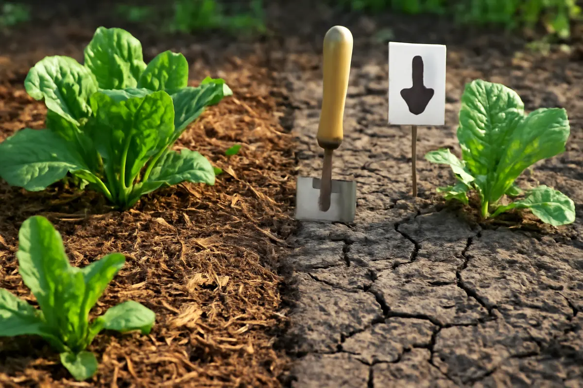 Cosa succede se eviti la pacciamatura organica? Il rischio invisibile per la salute del terreno